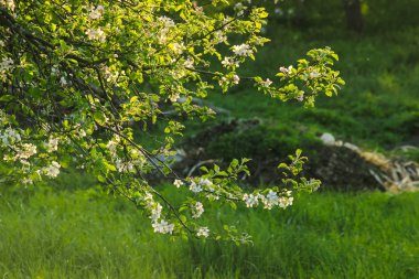 güzel çiçekli elma ağaçlarının