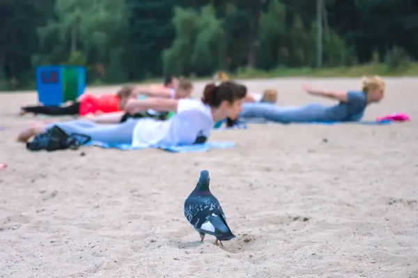 Голубь смотреть на группу молодых людей, практикующих йогу во время восхода солнца — стоковое фото