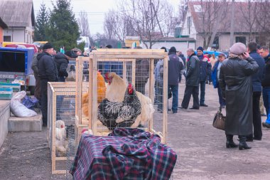 Zhytomyr, Ukrayna-28 Mayıs 2015: sergisinde kafes fantezi tavuk