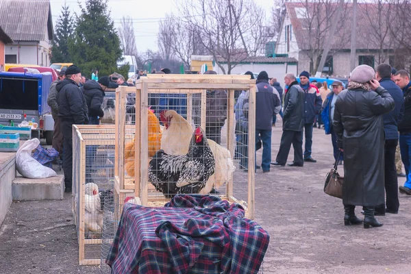 Zhytomyr, Ukrayna-28 Mayıs 2015: sergisinde kafes fantezi tavuk