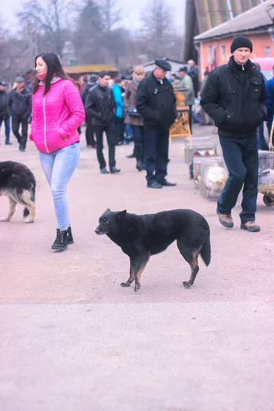 Житомир, Украина - 28 мая 2015 года: модная собака на выставке — стоковое фото