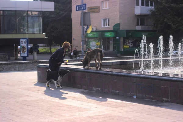 Zhytomyr, Ukraine - MARCH 05, 2014: old woman street feeding stray dogs — Stock Photo, Image