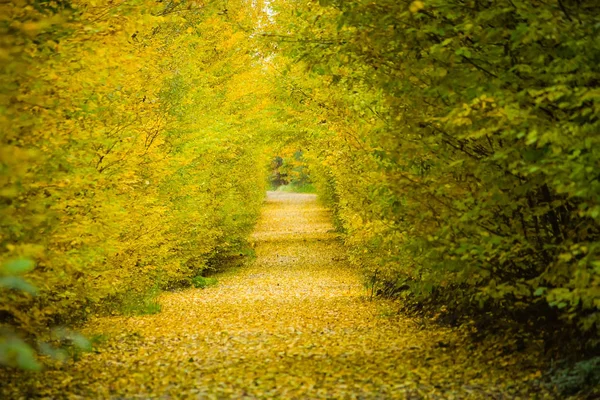 Beautiful alley in a park with colorful trees and sunlight — Stock Photo, Image