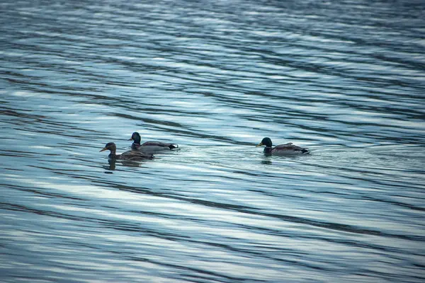 Canards chassent les poissons entre lys — Photo