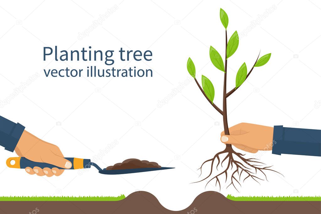 Planting tree, sapling vector