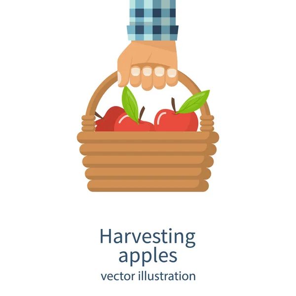 Colheita de maçãs vetor — Vetor de Stock