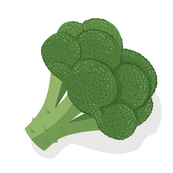 Świeże Brokuły Kapusta — Wektor stockowy
