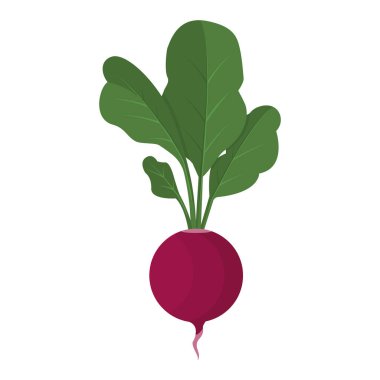 Beyaz arka planda taze organik turp. Sağlıklı bir sebze ürünü. Turp ikonu. Amblem, logo, web baskısı, çıkartma olarak kullanılabilir. Vektör illüstrasyonu