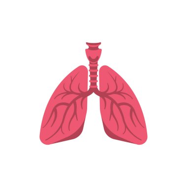 Akciğerler düz simge. İnsanın iç organları. Element anatomisi. Vektör çizimi. Beyaz arka planda izole edilmiş. Organ koronavirüs ve zatürreeden etkilenir..