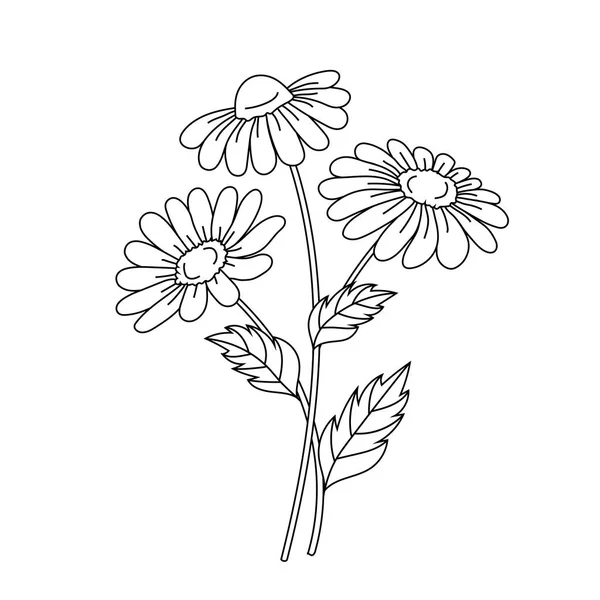 Beautiful daisies isolated on a white background. — Stock Vector