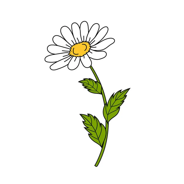 Beautiful daisy on white background. — Stock Vector