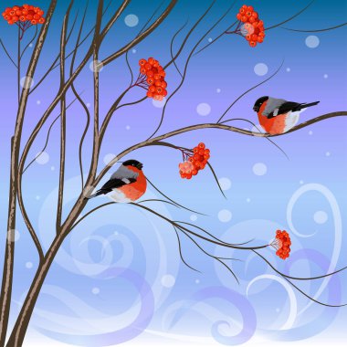 Rowan üzerinde oturan bullfinches kartıyla kış