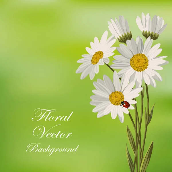 Mooie witte daisies — Stockvector