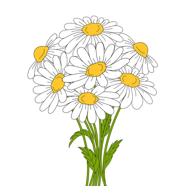 Beautiful daisies on white background. — Stock Vector