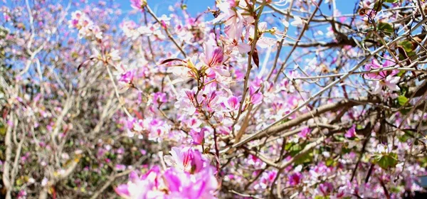 Frühlingsblütenzärtlichkeit. leuchtend rosa Baumblüten vor blauem Himmel. Farbkontrast rosa. — Stockfoto