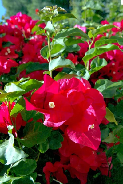 Fleurs roses en plein soleil dans le jardin. Sensibilité aux fleurs printanières. Fleurs rose vif. contraste de couleur rose . — Photo