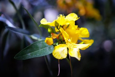 Sarı çiçek açan çiçekler. Bahar çiçeği hassasiyeti.