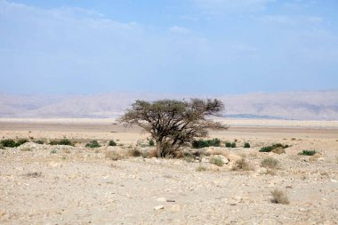 Çölde yalnız bir çalı. İsrail 'deki çöl manzarasına bakın. Ölü deniz bölgesi.