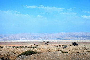 Çölde yalnız bir çalı. İsrail 'deki çöl manzarasına bakın. Ölü deniz bölgesi.