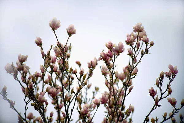 Magnolie rosa Blütenbaum blüht auf dem Nebel, Nahaufnahme Zweig, im Freien. Blütenpflanze der Magnoliengattung. — Stockfoto