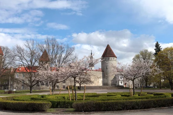 Vista das muralhas que protegem a cidade velha de Tallinn e a Igreja de St. Olaf. parede de defesa tallinn no cartão postal primavera — Fotografia de Stock