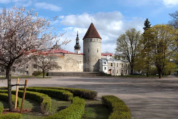 Vista das muralhas que protegem a cidade velha de Tallinn e a Igreja de St. Olaf. parede de defesa tallinn no cartão postal primavera — Fotografia de Stock