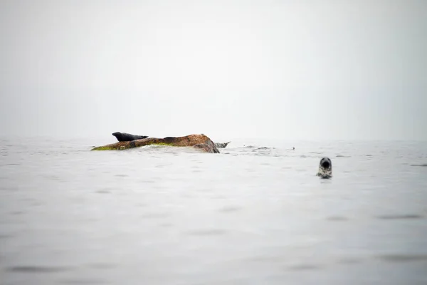 Sea lion or Harbor seal-Phoca vitulina-on the scandinavian cold sea. Harbour seals population thriving the Sea. common seal - pinniped walruses, eared seals, and true seals along arctic coastline