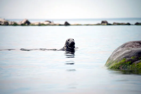 Zeeleeuw of Harbor zeehond-Phoca vitulina-op de Scandinavische koude zee. Havenrobben leven in de zee. gewone zeehond - geknepen walrussen, oorrobben en echte zeehonden langs de poolkust — Stockfoto