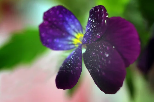 Viola tricolor, aussi connu sous le nom Johnny Jump up ou jaune pansy, heartsease, Violas ou Pansies Gros plan Macro avec gouttes d'eau — Photo