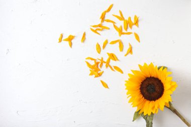 Beyaz arka planda sarı ayçiçeği. Sarı Ayçiçeği Buketi, Sonbahar Konsepti, Üst Görüş, Metin İçin Yer. Beyaz arka planda izole edilmiş. Çiçek açan ayçiçeği. Parlak sarı çiçekler.