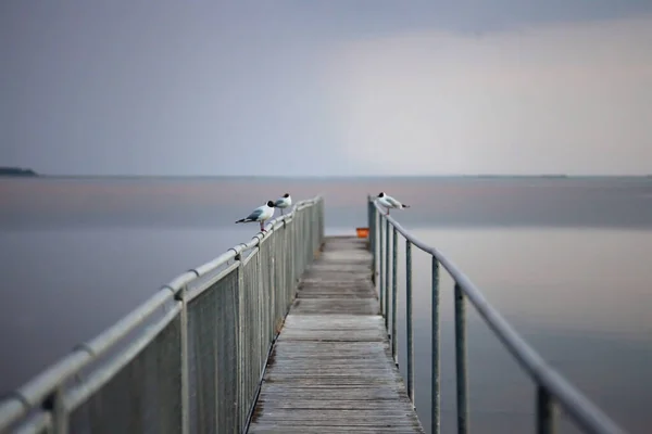 Zeemeeuw portret tegen de kust. Zicht van dichtbij op de zeemeeuw van de witte vogel die aan het strand zit. Wilde meeuw met natuurlijke grijze achtergrond. — Stockfoto