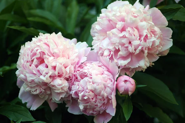 Bellissimo sfondo peonia rosa in stile vintage. Bellissimi fiori, peonie. Un bouquet di pedine rosa sullo sfondo. Petali rigogliosi di peonia bianco-rosa, primo piano. peonie di colore rosa, sfocatura, soft focus , — Foto Stock