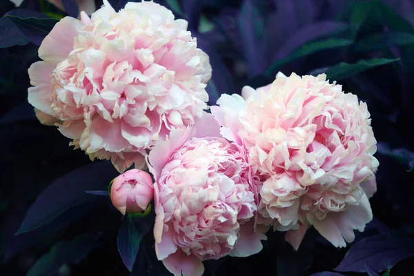 Bellissimo sfondo peonia rosa in stile vintage. Bellissimi fiori, peonie. Un bouquet di pedine rosa sullo sfondo. Petali rigogliosi di peonia bianco-rosa, primo piano. peonie di colore rosa, sfocatura, soft focus , — Foto Stock