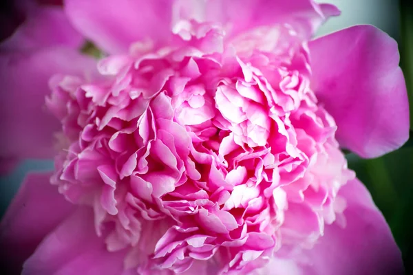 Bellissimo sfondo peonia rosa in stile vintage. Bellissimi fiori, peonie. Un bouquet di pedine rosa sullo sfondo. Petali rigogliosi di peonia bianco-rosa, primo piano. peonie di colore rosa, sfocatura, soft focus , — Foto Stock