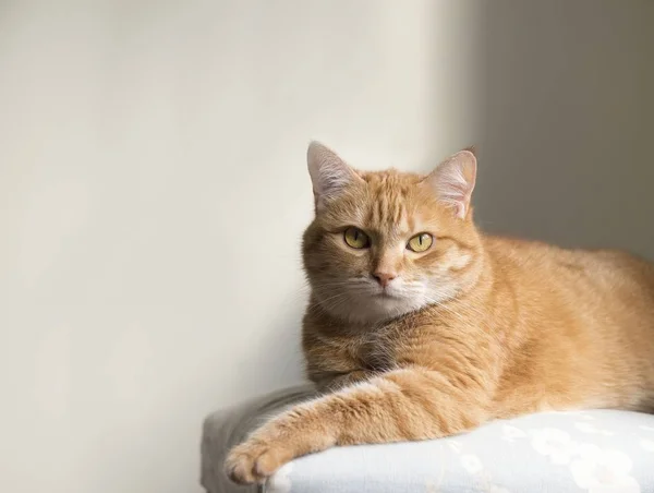 Gato vermelho engraçado em ambiente acolhedor casa. Gato de gengibre mentiroso. Gato ruivo, sentado na cadeira. Gato laranja agradável sentado na cadeira e tendo um descanso em casa — Fotografia de Stock