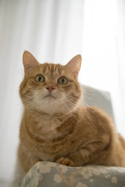 Gato rojo divertido en ambiente acogedor en casa. Mintiendo gato jengibre tabby. Mirando gato jengibre, sentado en la silla. Gato naranja agradable sentado en la silla y descansando en casa — Foto de Stock