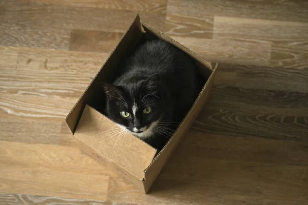 Güzel, uzun saçlı bir kedi karton bir kutuda oturup kameraya bakıyor. Kapalı alan ve ulaşım konsepti. Evdeki kutuda oturan komik kedicik. ambalaj ve teslimat kavramı — Stok fotoğraf