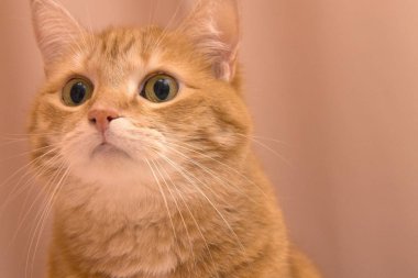 Sıcak ev atmosferinde komik kırmızı kedi. Tekir kızıl kedi. Kızıl kediye benziyor, sandalyede oturuyor. Mutlu turuncu kedi sandalyede oturuyor ve evde dinleniyor.