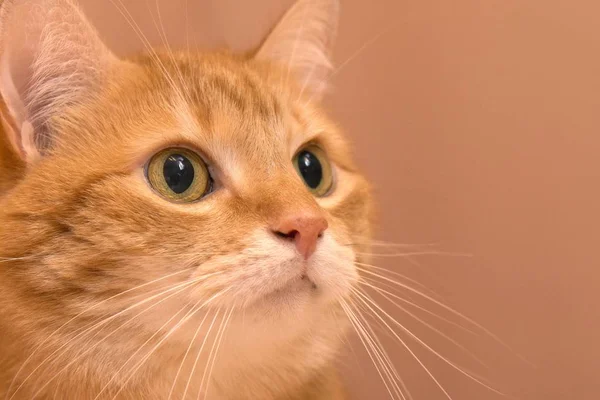 Αστεία κόκκινη γάτα σε ζεστή ατμόσφαιρα στο σπίτι. Τάμπι Τζίντζερ Κατ. Μια κοκκινομάλλα γάτα που κάθεται στην καρέκλα. Ευχάριστη πορτοκαλί γάτα κάθεται στην καρέκλα και έχει ένα υπόλοιπο στο σπίτι — Φωτογραφία Αρχείου