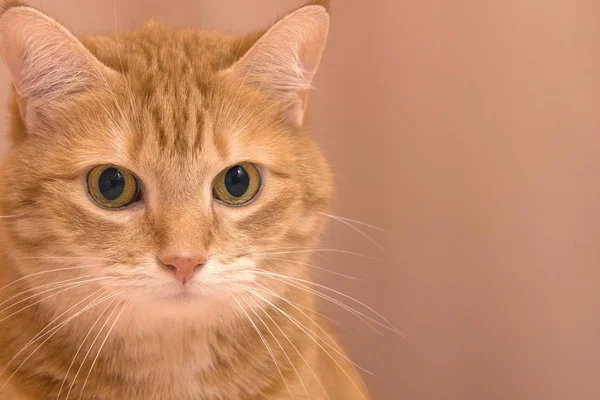 Grappige rode kat in gezellige huiselijke sfeer. Tabby gember kat. Je ziet er roodharig uit, zittend op de stoel. Blij oranje kat zittend op de stoel en met een rustpauze thuis — Stockfoto