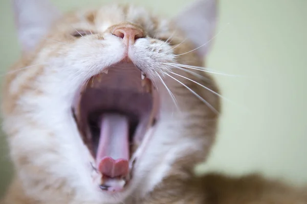 Gato mostrando dientes de bostezo. Gato rojo divertido en ambiente acogedor en casa. Mintiendo gato jengibre tabby. Mirando gato jengibre, sentado en la silla. Gato naranja agradable sentado en la silla y descansando en casa — Foto de Stock