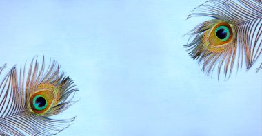 Turkuaz arka planda tavus kuşu tüyü göz ayrıntıları. Peafowl duvar kâğıdı için lüks soyut doku, mavi-yeşil renk. Hint erkek tavus kuşu abartılı tüyleri - gizli tüylerin göz benekli kuyruğu,