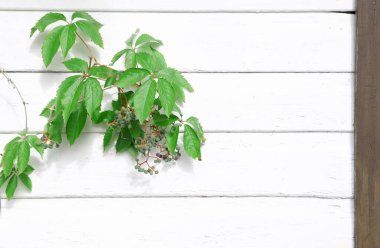 White wall timber texture with green grape branch. Wooden wall texture for background.