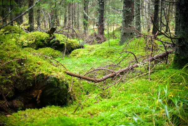 Abandoned, lost forest place with green mosh. Autumn spooky empty forest. Loneliness and emptiness concept.