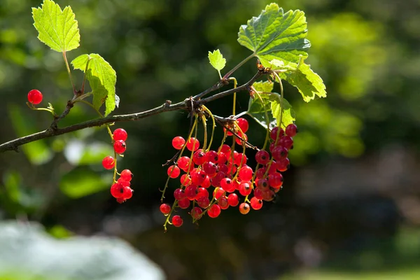 Baies de groseilles rouges illuminées rayons de soleil d'été — Photo