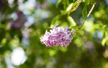 Lilac blooms at spring time. A beautiful bunch of flowers closeup. Petal, Floral and Flowering concept. Lilac Bush Bloom. Lilac flowers in countryside or park or garden.