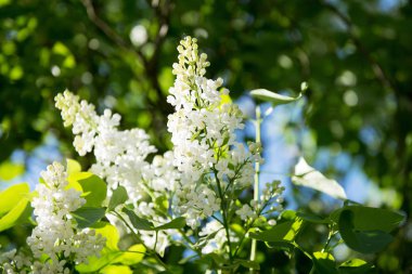 Lilac blooms at spring time. A beautiful bunch of flowers closeup. Petal, Floral and Flowering concept. Lilac Bush Bloom. Lilac flowers in countryside or park or garden.