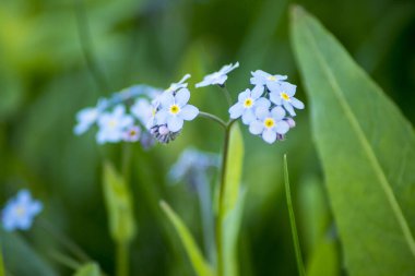 Water forget-me-not Myosotis scorpioides Myosotis palustris. Myosotis blue flower colloquially denominated forget-me-nots. Flowering plant at the park.