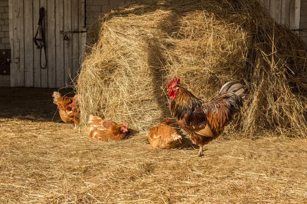 Rooster with chickens walking on a hay at the countryside. flock of chickens grazing on the hay. Hen grazing in field. Welsummer chicken hen walking with other chickens.