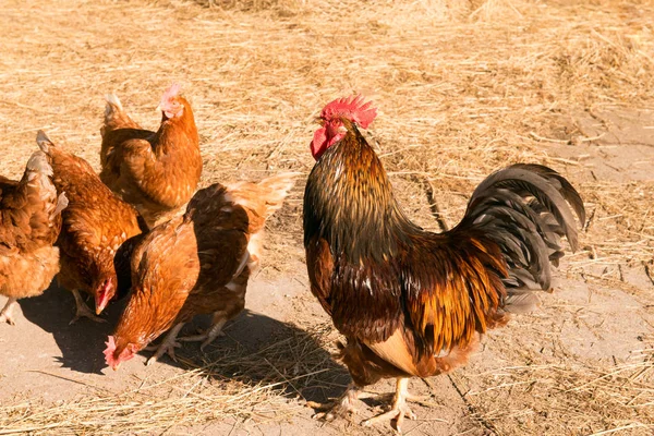 Rooster with chickens walking on a hay at the countryside. flock of chickens grazing on the hay. Hen grazing in field. Welsummer chicken hen walking with other chickens.